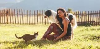 ¿Cómo viajar con nuestros compañeros peludos de vacaciones, procurando que sea una experiencia agradable para todos?