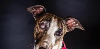 Buscan hogar temporal o definitivo para poder continuar con el proceso de recuperación y sociabilización de galgo rescatado
