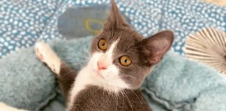 La historia de Lucy, una tierna gatita rescatada que hoy busca un hogar