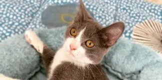 La historia de Lucy, una tierna gatita rescatada que hoy busca un hogar