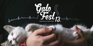 Anunciaron retorno del evento Gato Fest a la Estación Mapocho, a beneficio de la Fundación Adopta