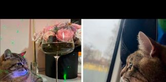 Stepan, el felino más famoso de Ucrania está a salvo en Francia