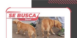 La historia de Dorita, perrita rescatada que se perdió la noche de año nuevo en San Bernardo y sus humanos siguen luchando por encontrarla