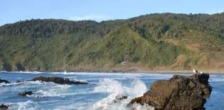 Tribunal Ambiental mantuvo medida cautelar sobre proyectos en la costa valdiviana