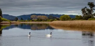 Proyecto GEF Humedales Costeros lanza concurso “Poemas a los humedales de Chile”