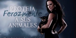 Premian a Kate del Castillo como defensora de los animales