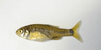 Muestreo en río Queule arrojó que el 100% de especies observadas son nativas