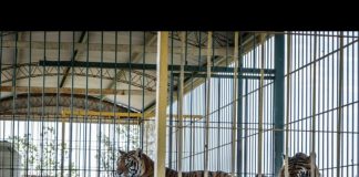 Después de 15 años liberarán a una familia de tigres de un vagón de tren abandonado