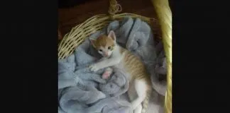 Condenan a conductor que mató a gatita de 2 meses, tras patear y arrojar su jaula desde un bus