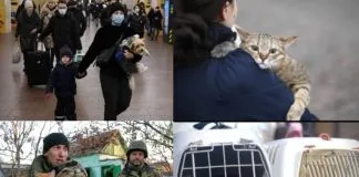 Polonia anunció que facilitará el acceso de los refugiados ucranianos con sus animales, tras ofensiva rusa