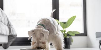 ¿Por qué es importante diferenciar la comida de los perros en sus distintas etapas de la vida?