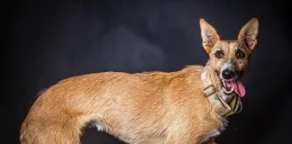 F. Galgos Chile hace desesperado llamado: deben casi 3.000.000 por atenciones veterinarias a sus animales rescatados y no hay hogares temporales