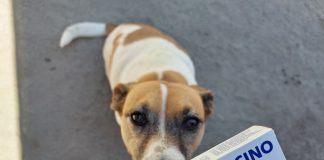 Organizan el primer Banco Público de Medicamentos Veterinarios