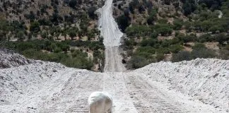 Ordenan desalojar terreno ocupado por el Refugio Donde la Mery de Santiago: ¿Cómo ayudar?
