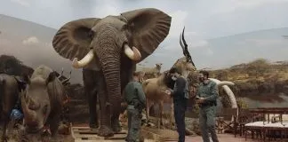 Hay hasta elefantes y osos: Incautan cientos de animales de especies protegidas disecados en España