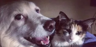 A los 18 años falleció Blanquita Montt, perrita influencer de Valparaíso