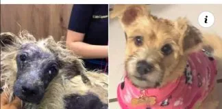 La historia de Zary, la perrita que todos despreciaban por su aspecto
