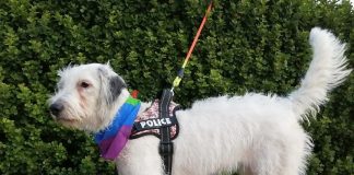 La historia de Cristal, una perrita rescatada del abandono y que hoy busca un hogar