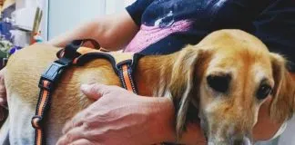 Galguita rescatada del maltrato y abandono busca un hogar
