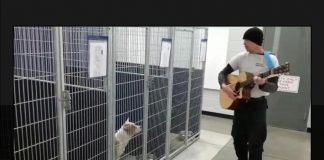 Guardia de centro de control animal les canta a los perritos que esperan un hogar