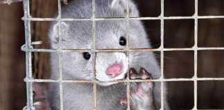 Los veterinarios abogan por alternativas a los sacrificios masivos de animales