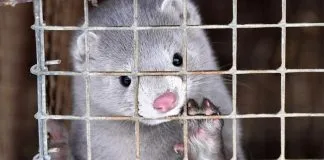 Los veterinarios abogan por alternativas a los sacrificios masivos de animales
