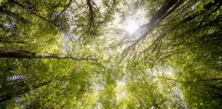 Día de la Tierra: Las iniciativas de alimentación que pueden mejorar el planeta