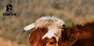 Wila Wila, la vaquita preñada que escapó hacia la libertad