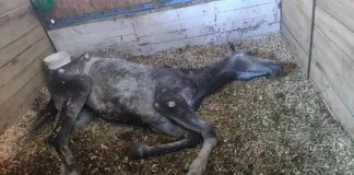 Presentaron querella contra responsable de yegua que hace días está viviendo bajo paupérrimas condiciones en Rauco