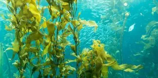 Investigación analizó temperatura y genética del Huiro, alga presente en Perú y Chile