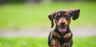 ¿Qué cuidados debemos tener cuando adoptamos a un cachorro?