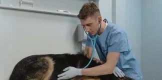 ¿Con qué frecuencia debo llevar a mi animal de compañía al veterinario?