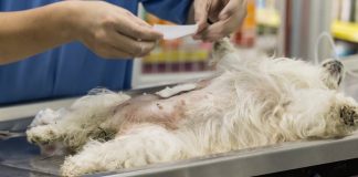 La esterilización temprana en animales, una realidad no perjudicial para ellos