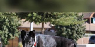 Ayuda a que la Fundación Arca pueda seguir ayudando a los animales, ¡siendo hogar temporal de animales rescatados ¡