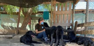 Dale sentido a tus domingos y ¡súmate como voluntario en el Refugio Esperanza Animal de Mirada Animal Chile ¡