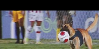 Perro irrumpe partido final de Brasil para jugar con la pelota
