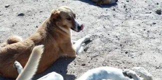 El comenzar de nuevo del Refugio Donde La Mery, luego de tener que abandonar su antiguo terreno y sortear una orden de desalojo