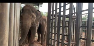 La nueva vida de las elefantas Pocha y Guillermina en libertad