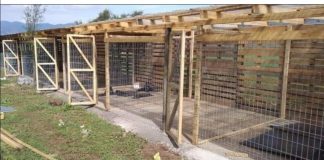 Ayudemos a salvar el refugio Arca Animal Chile