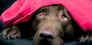 Cuidados caninos para enfrentar las bajas temperaturas