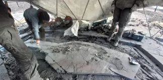 Logran recuperar al primer ictiosaurio completo desde un glaciar en la Patagonia chilena