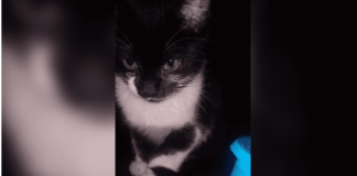 Gato fallece tras ser rechazada su atención en una clínica veterinaria de Concepción, por encontrarse su personal almorzando