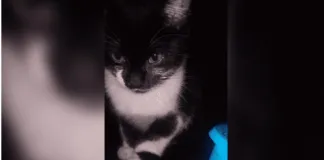 Gato fallece tras ser rechazada su atención en una clínica veterinaria de Concepción, por encontrarse su personal almorzando