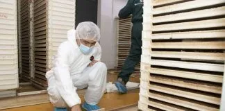 Centro de Insectos Estériles del SAG produce 24 millones de larvas semanales para controlar plagas en Chile