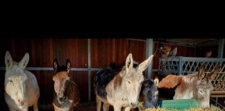 Conoce Burrolandia, el refugio de asnos en Otumba (México)