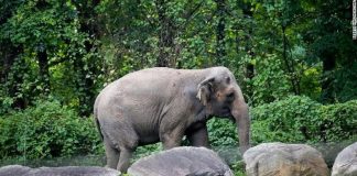 Corte de Nueva York decidirá si Happy el elefante merece derechos humanos básicos