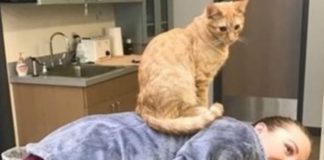 Ron, el gato rescatado que calma animales en un hospital veterinario norteamericano