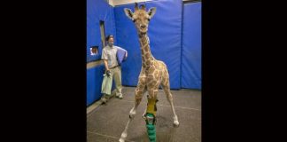 Salvan con «medicina humana» a una jirafa de 3 meses en el zoológico de San Diego