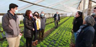 Joven de Puerto Natales quintuplicó la producción de su comunidad agrícola a través de innovador cuarto climatizado