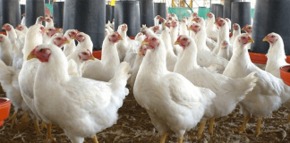 Tras nuevos brotes de gripe aviar: Veganuary llama a probar sustitutos vegetales de pollo y huevos